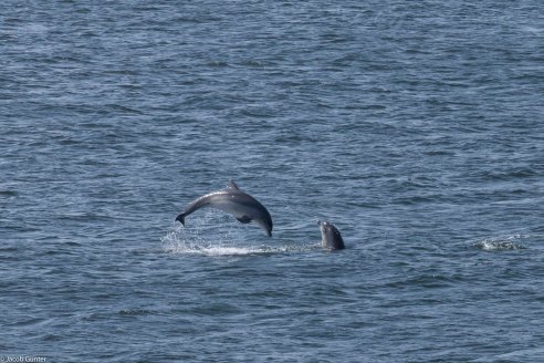 Dolfijnen, Fort George, Schotland